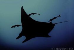 Manta Ray Cruising. Taken at Ningaloo Reef in Western Aus... by Dominic Mowbray 